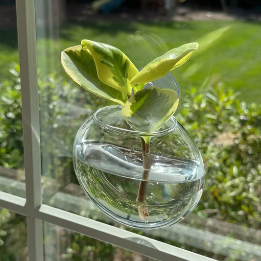 Hanging Glass Propagation Vase for Plant Cuttings