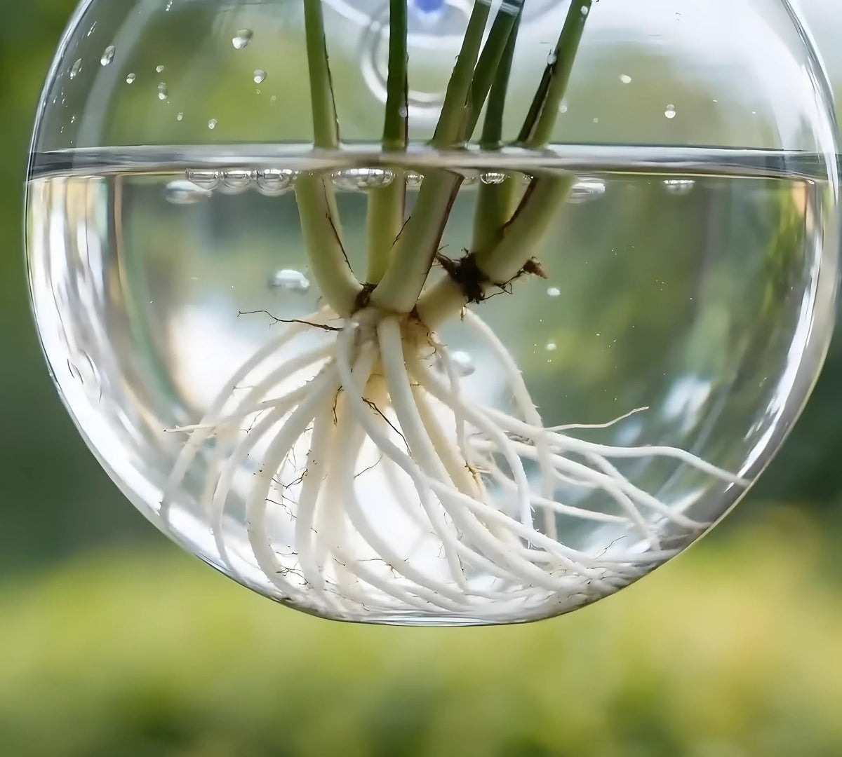 Hanging Glass Propagation Vase for Plant Cuttings
