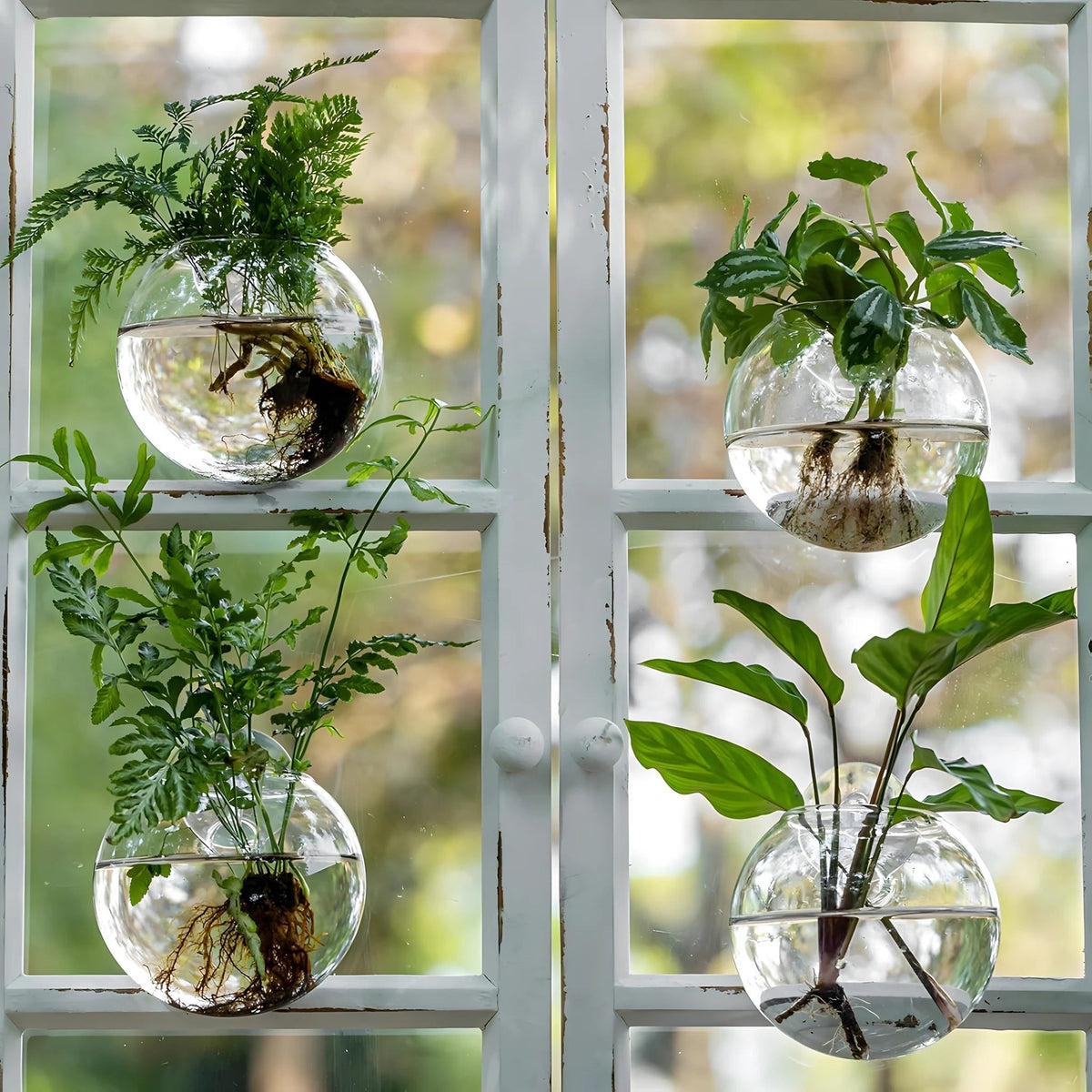 Hanging Glass Propagation Vase for Plant Cuttings